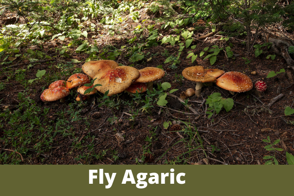 Fly Agaric