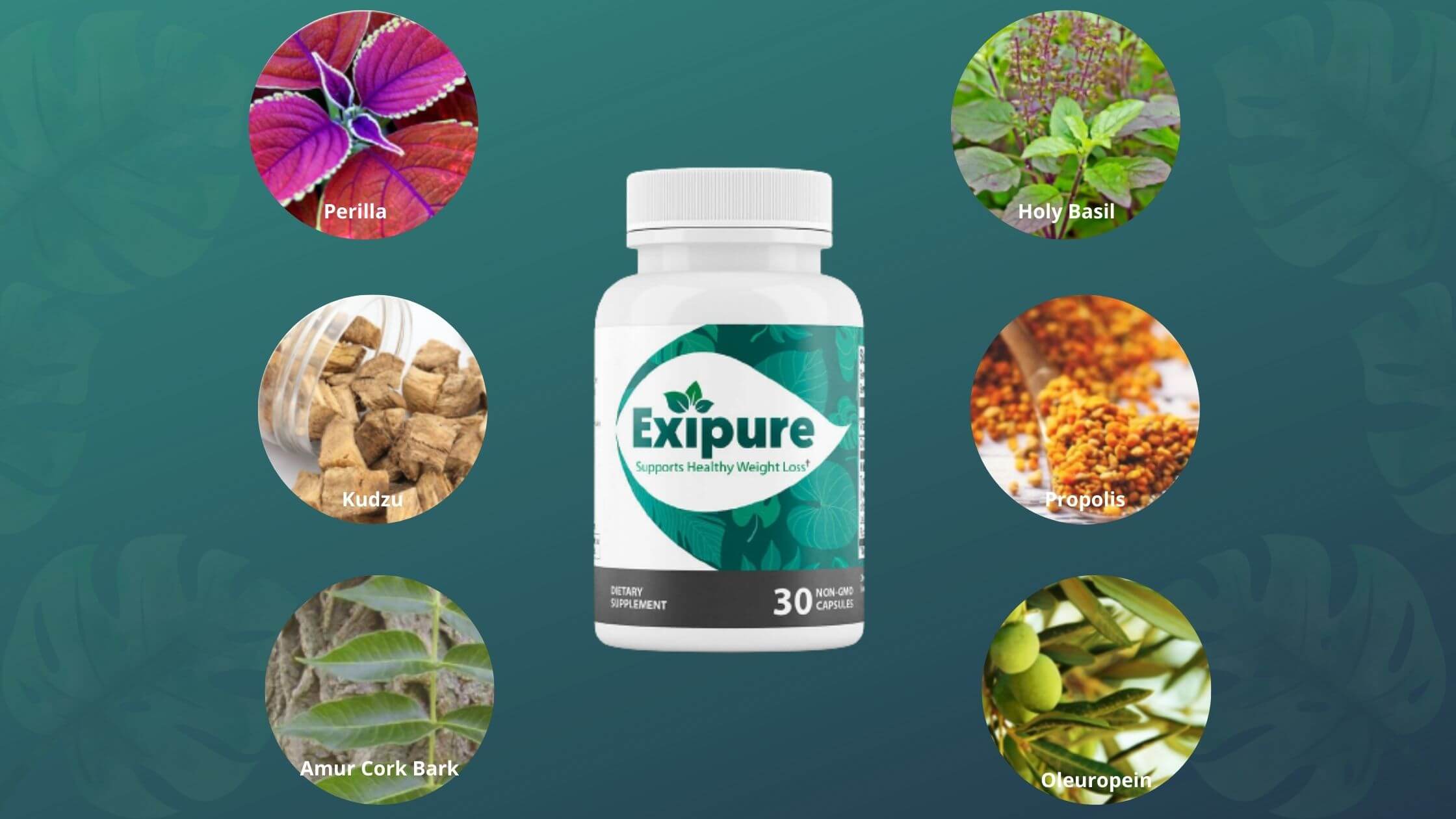 Exipure Ingredients