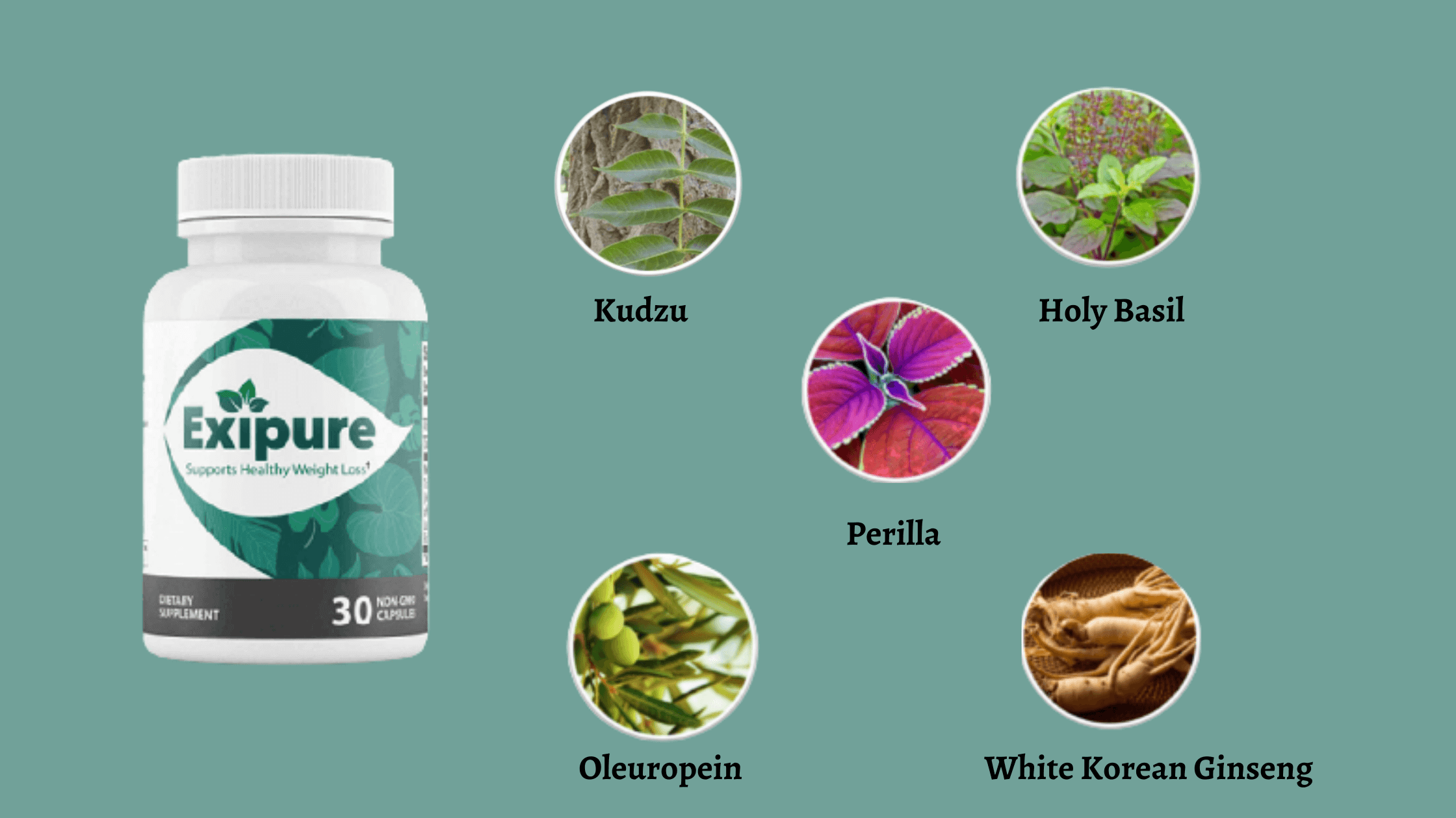 Exipure Ingredients