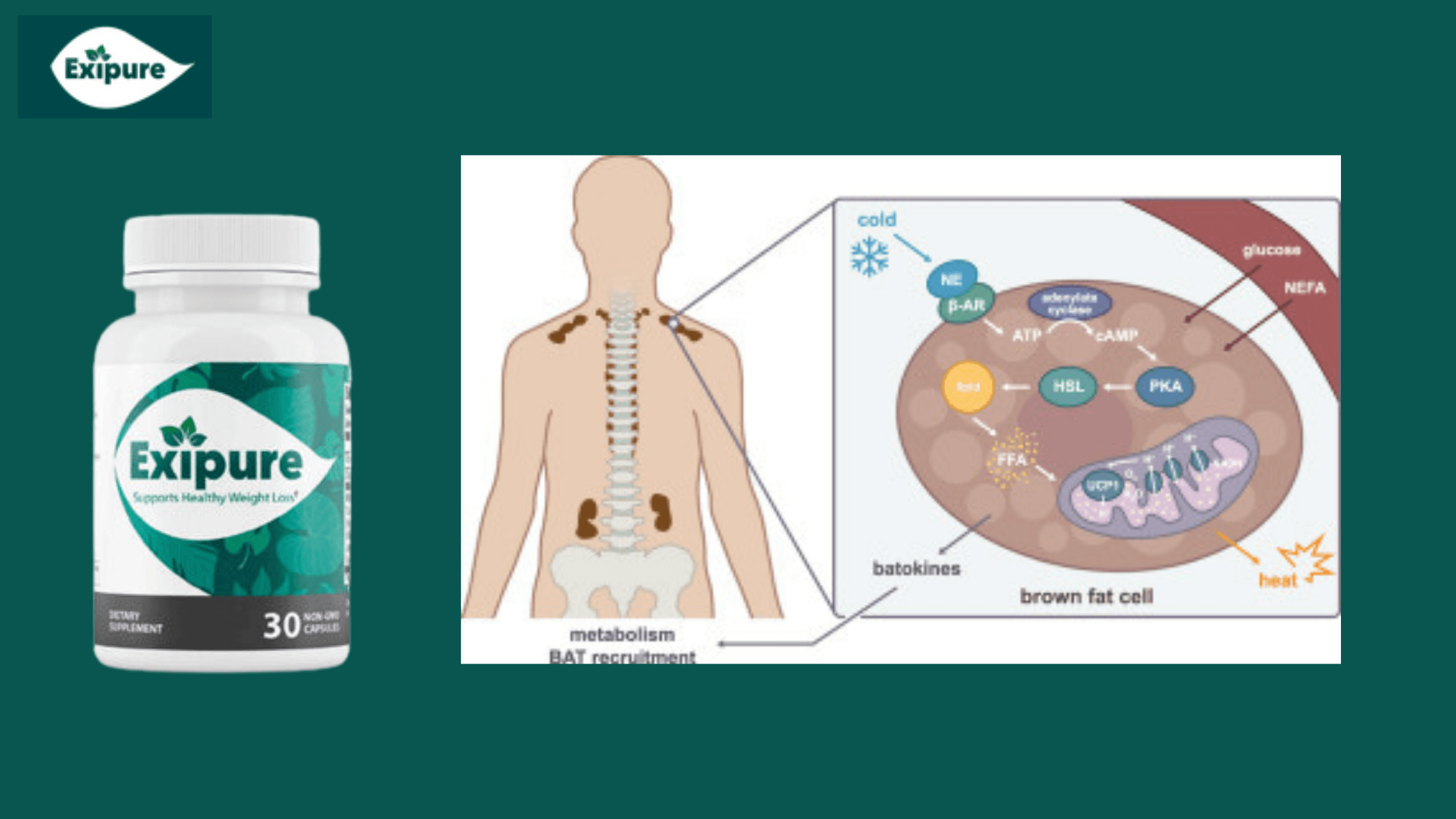 Science behind Exipure