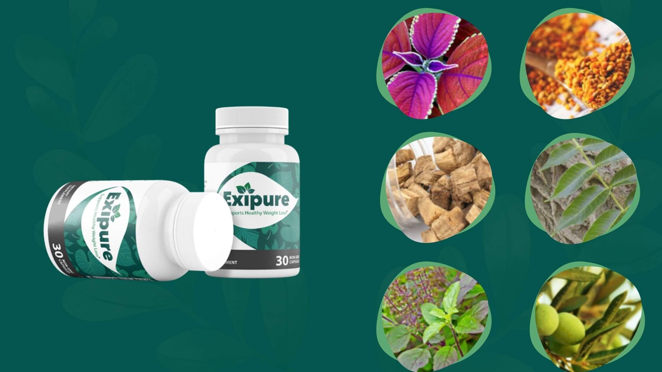 Exipure Ingredients