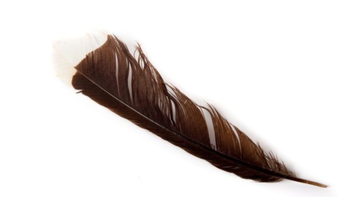 Feather of Huia Bird