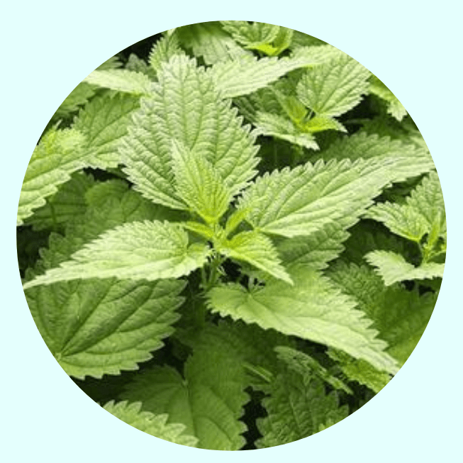 Gorilla Flow ingredient Nettle extract